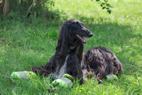 Cão afegão bonito está deitado em um prado verde. Greyhound oriental ou Greyhound persa. Animais de companhia . — Fotografia de Stock