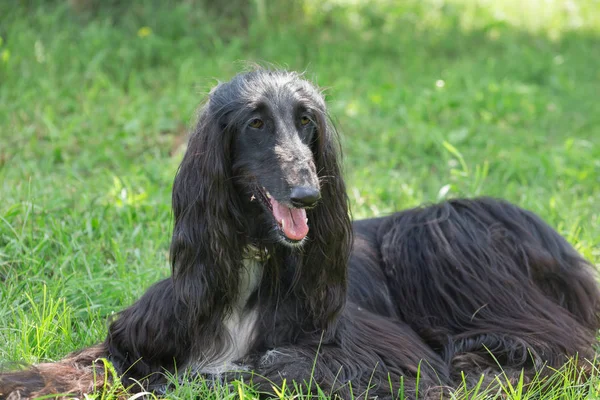 Söt afghansk hund ligger på ett grönt gräs. Östlig Greyhound eller persisk Greyhound. Sällskapsdjur. — Stockfoto