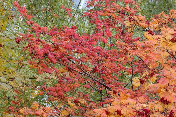 秋の公園のローワンツリーの美しい枝。一年の季節. — ストック写真