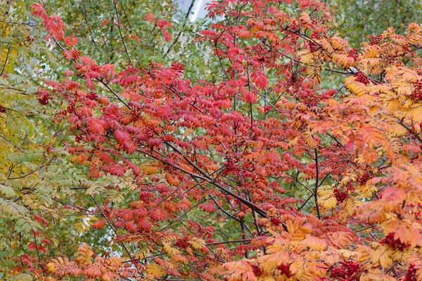 Bellissimi rami di sorbo nel parco autunnale. Stagioni dell'anno . — Foto Stock