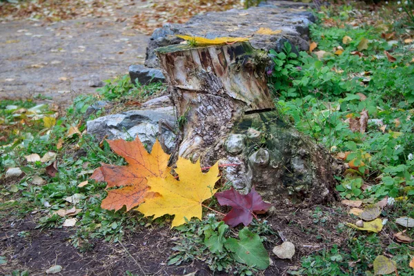 Schöne gelbe und rote Herbstblätter, die neben einem Holzstumpf liegen. Jahreszeiten. — Stockfoto