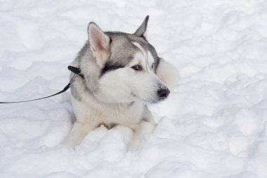Sevimli Sibirya husky beyaz bir kar üzerinde yatıyor. Evcil hayvanlar.