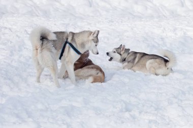 Üç Sibirya husky parkta beyaz bir kar üzerinde oynuyor. Evcil hayvanlar.