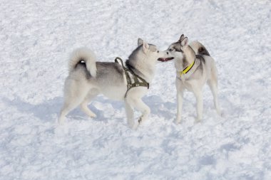 İki Sibirya husky beyaz bir kar üzerinde oynuyor. Evcil hayvanlar.