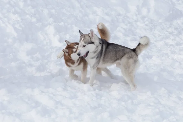 Dwa syberyjskie Husky grają na białym śniegu w parku. Zwierzęta domowe. — Zdjęcie stockowe