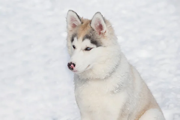 かわいいシベリアハスキー子犬は白い雪の上に座っています。クローズアップ。生後3ヶ月ペット動物. — ストック写真