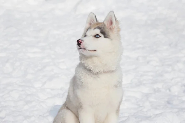 Χαριτωμένο Σιβηρικό σκυλάκι που κάθεται στο λευκό χιόνι. Τριών μηνών. Ζώα συντροφιάς. — Φωτογραφία Αρχείου