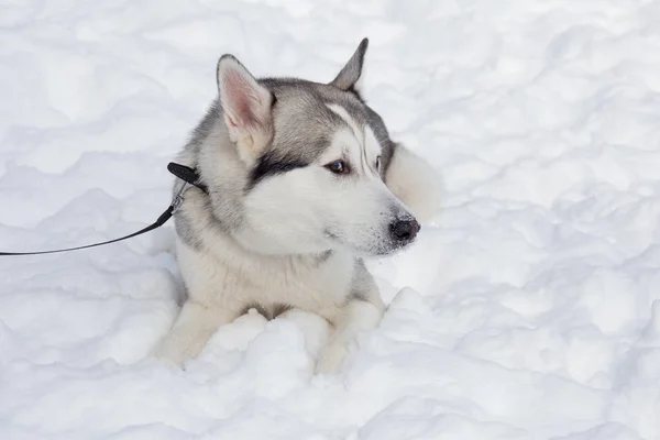 Lindo husky siberiano yace sobre una nieve blanca. Animales de compañía . — Foto de Stock