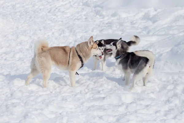 Tres husky siberianos están jugando en una nieve blanca. Animales de compañía . — Foto de Stock