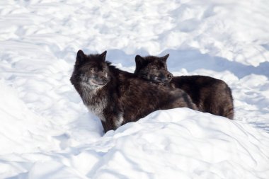 İki siyah Kanadalı kurt beyaz kar üzerinde duruyor. Canis lupus pambasileus.