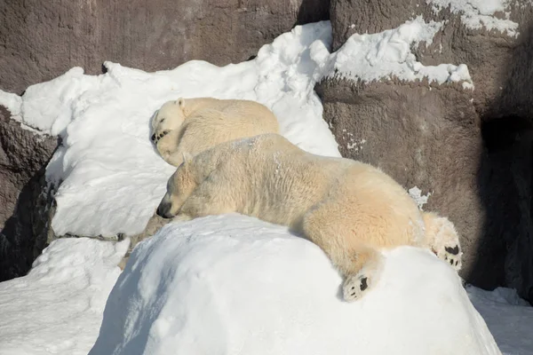 Két jegesmedve kölyök alszik a fehér hóban. Ursus maritimus vagy Thalarctos maritimus. — Stock Fotó