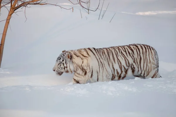 Tigre de bengala branco selvagem está andando sobre uma neve branca . — Fotografia de Stock