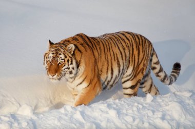 Vahşi Sibirya kaplan parkta beyaz kar üzerinde yürüyor. Panthera Dicle Dicle. Yaban hayatı hayvanlar.