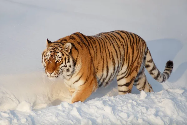 Tigre siberiano selvagem está andando sobre a neve branca no parque. Panthera tigris tigris. Animais na vida selvagem . — Fotografia de Stock