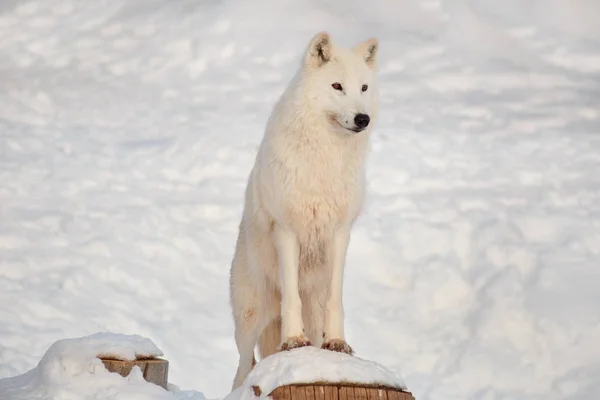 O lobo selvagem da tundra do alasca está em pé no toco de madeira. Canis lupus arctos. Lobo polar ou lobo branco . — Fotografia de Stock