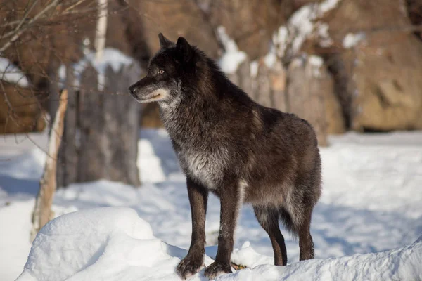 Schattige zwarte Canadese Wolf staat op een witte sneeuw. Canis Lupus pambasileus. — Stockfoto