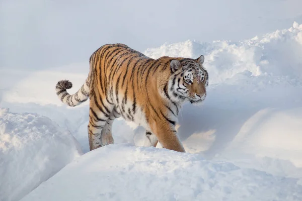 Η άγρια τίγρης της Σιβηρίας περπατάει στο λευκό χιόνι. Ο Τίγρης της τίγρης. Ζώα σε άγρια φύση. — Φωτογραφία Αρχείου