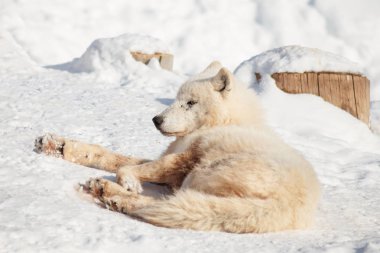 Vahşi alaska tundra kurt beyaz kar üzerinde yatıyor. Canis lupus arctos. Kutup kurdu veya beyaz kurt.