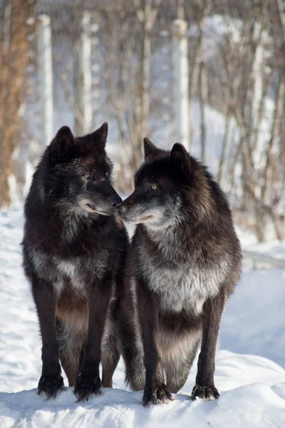 İki siyah Kanada lı kurt kış parkında beyaz kar üzerinde duruyor. Canis lupus pambasileus.