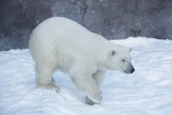 북극곰 새끼가 하얀 눈 위를 걷고 있습니다. 우르수스 마리티무스 또는 말라쿠스 마리티무스. — 스톡 사진