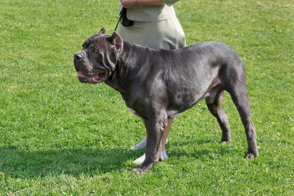 Χαριτωμένο ιταλικό Mastiff στέκεται σε ένα πράσινο γρασίδι με τον ιδιοκτήτη του. Ζώα συντροφιάς. — Φωτογραφία Αρχείου