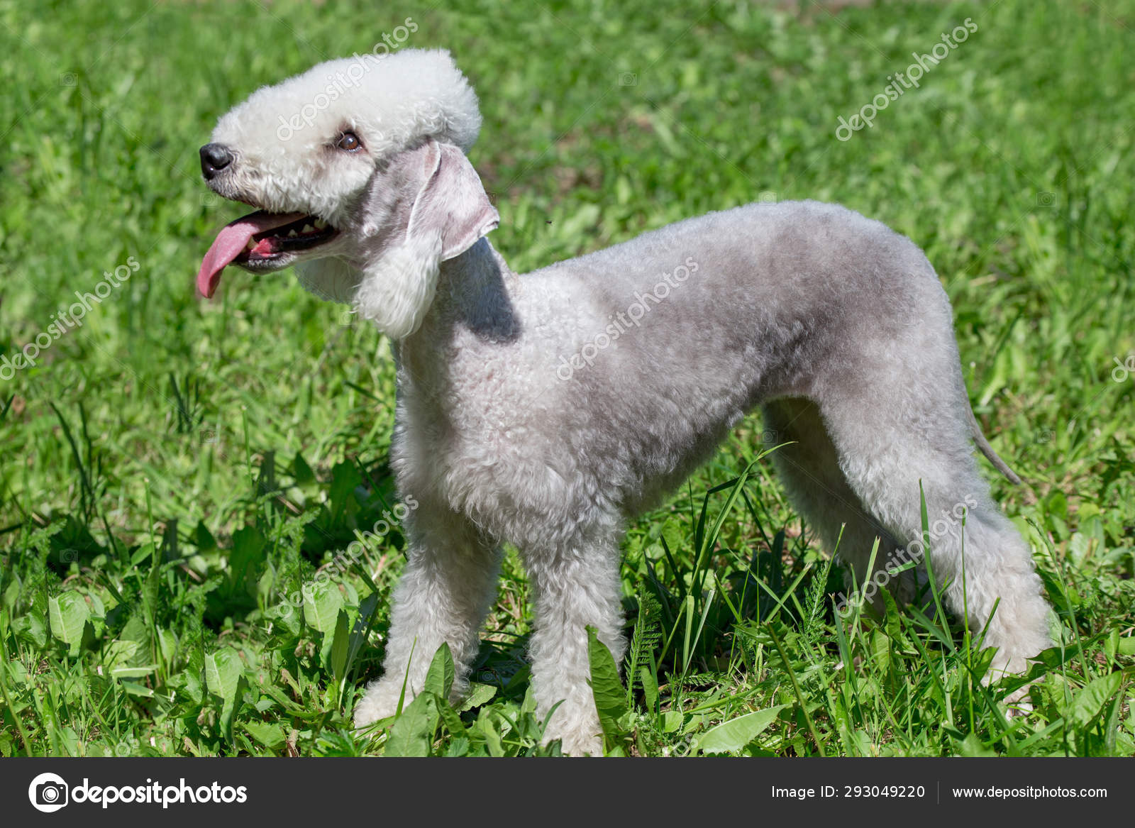 🐾 Bedlington Terrier - 