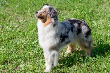 Sevimli Avustralya çoban yavrusu parkta yeşil bir çim üzerinde duruyor. Evcil hayvanlar.