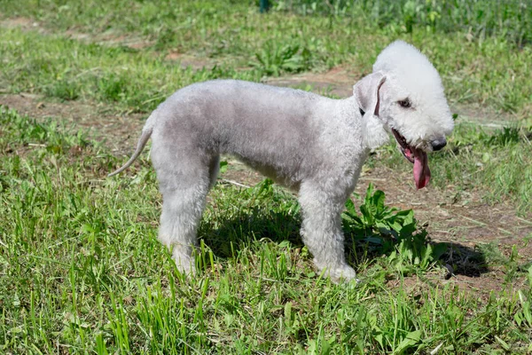 Lindo bedlington terrier cachorro está de pie sobre una hierba verde. Animales de compañía . — Foto de Stock