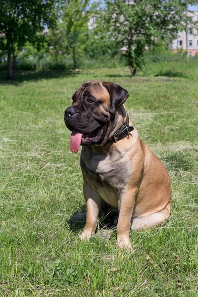 Bonito filhote de cachorro bullmastiff está sentado em uma grama verde. Animais de companhia . — Fotografia de Stock