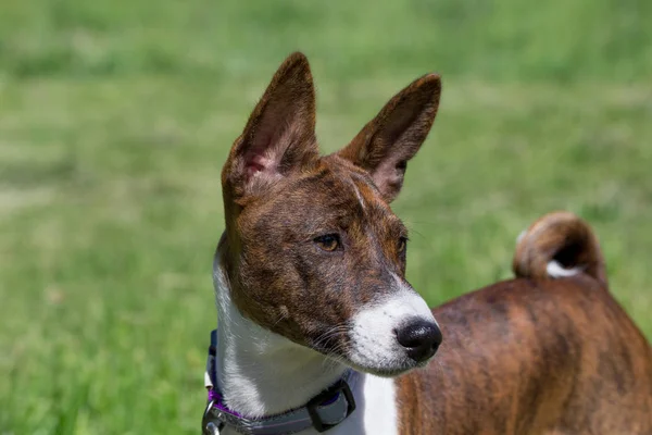 Cute brindle basenji chiot est debout sur une herbe verte. Ferme là. Animaux de compagnie . — Photo