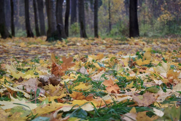 Falling leaves are lying on a grass in the autumn park. Autumn background.