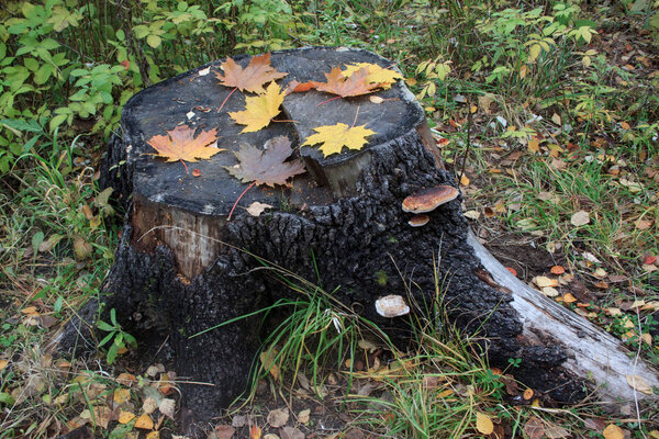Old stump with orange and yellow maple leaves. Parasitic mushroom.