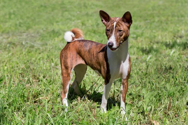 Bonito filhote de cachorro brindle basenji está de pé em uma grama verde. Animais de companhia . — Fotografia de Stock