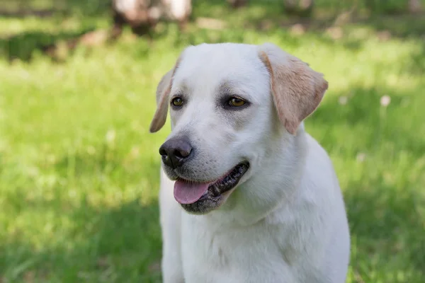 Ritratto di labrador retriever cucciolo è in piedi su un'erba verde. Animali da compagnia . — Foto Stock