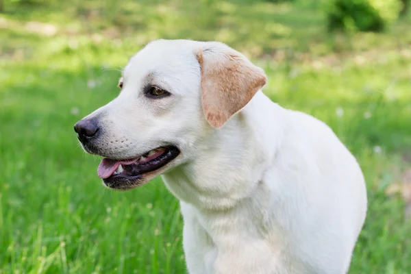 Cue labrador retriever cucciolo da vicino. Animali da compagnia . — Foto Stock