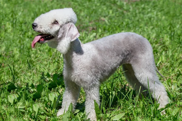 Sevimli bedlington terrier köpek lolling dili ile yeşil bir çim üzerinde duruyor. Evcil hayvanlar.