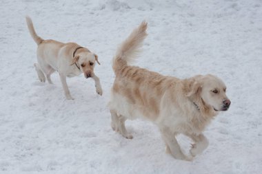 Sevimli altın retriever ve labrador retriever beyaz kar üzerinde oynuyor. Evcil hayvanlar.