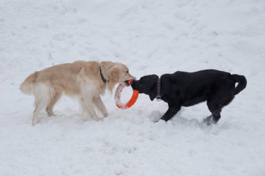 Sevimli altın retriever ve labrador retriever beyaz kar onun oyuncak ile oynuyor.
