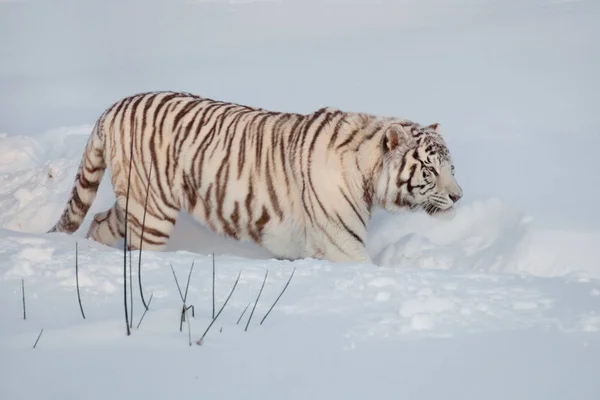 Tigre de bengala branco selvagem em uma caminhada matinal. Panthera tigris tigris . — Fotografia de Stock