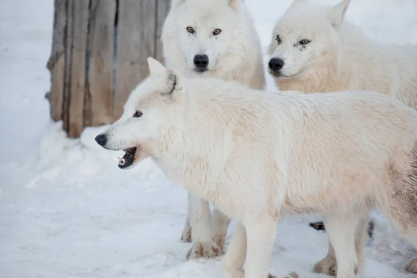 Drie wilde Alaskan toendra wolven staan op witte sneeuw. Canis lupus arctos. Polar Wolf of witte Wolf. — Stockfoto