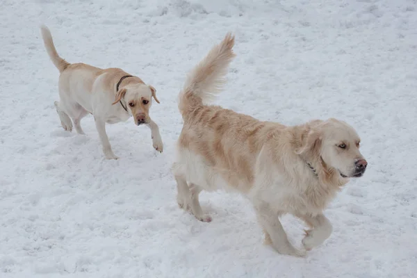 可爱的金毛猎犬和拉布拉多猎犬在白雪上玩耍。宠物动物. — 图库照片