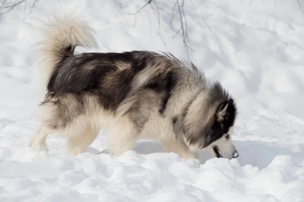 Husky siberiano dai capelli lunghi sta annusando tracce sulla neve bianca. Animali da compagnia . — Foto Stock