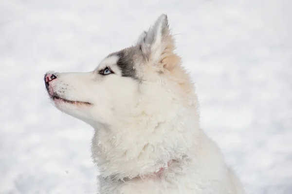 귀여운 시베리아 허스키 강아지는 하얀 눈에 앉아있다. 생후 3개월. 애완 동물. — 스톡 사진