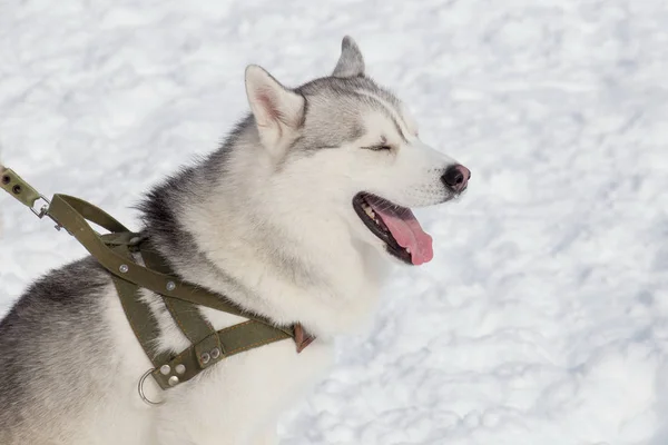 Söt Siberian husky är gäspningar på en ljus solig dag i parken. Sällskapsdjur. — Stockfoto