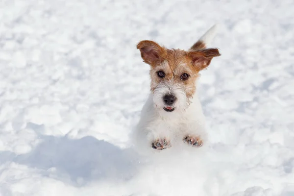 Sevimli jack russell terrier köpek yavrusu beyaz bir kar üzerinde atlıyor. Evcil hayvanlar.