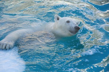 Büyük kutup ayısı suda yüzüyor. Ursus maritimus veya Talarctos Maritimus.