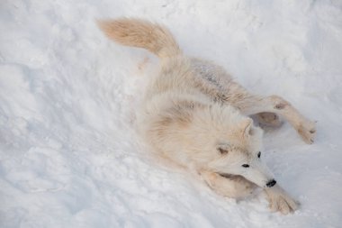 Vahşi alaska tundra kurt beyaz kar üzerinde yatıyor. Canis lupus arctos. Kutup kurdu veya beyaz kurt.