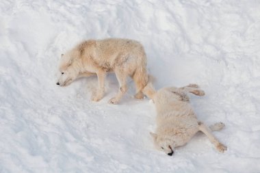 İki vahşi Alaska Tundra kurt beyaz kar oynuyor. Canis lupus arctos. Polar kurt veya beyaz kurt.