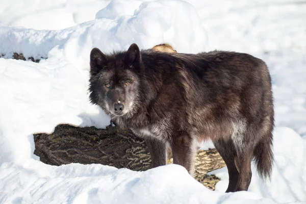 Wild black canadian wolf is looking at the camera. Animals in wildlife.