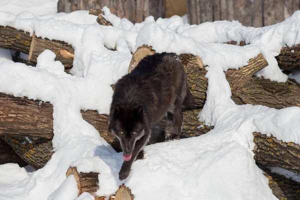 Wilde zwarte Canadese Wolf draait op een witte sneeuw. Canis Lupus pambasileus. — Stockfoto